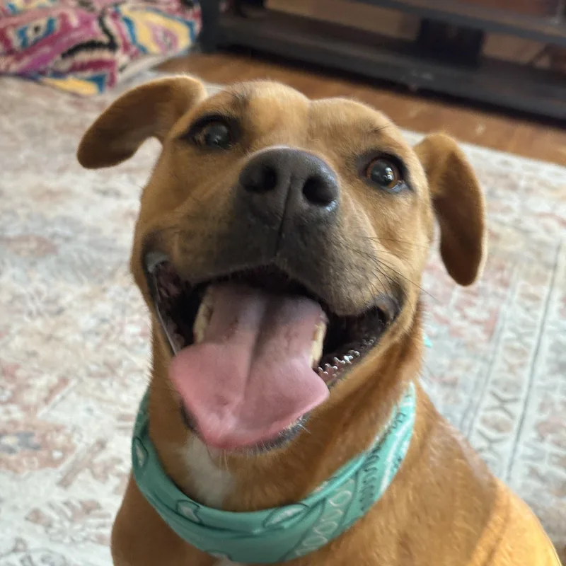 Gypsy Great Best Buddy! thumbnail 2