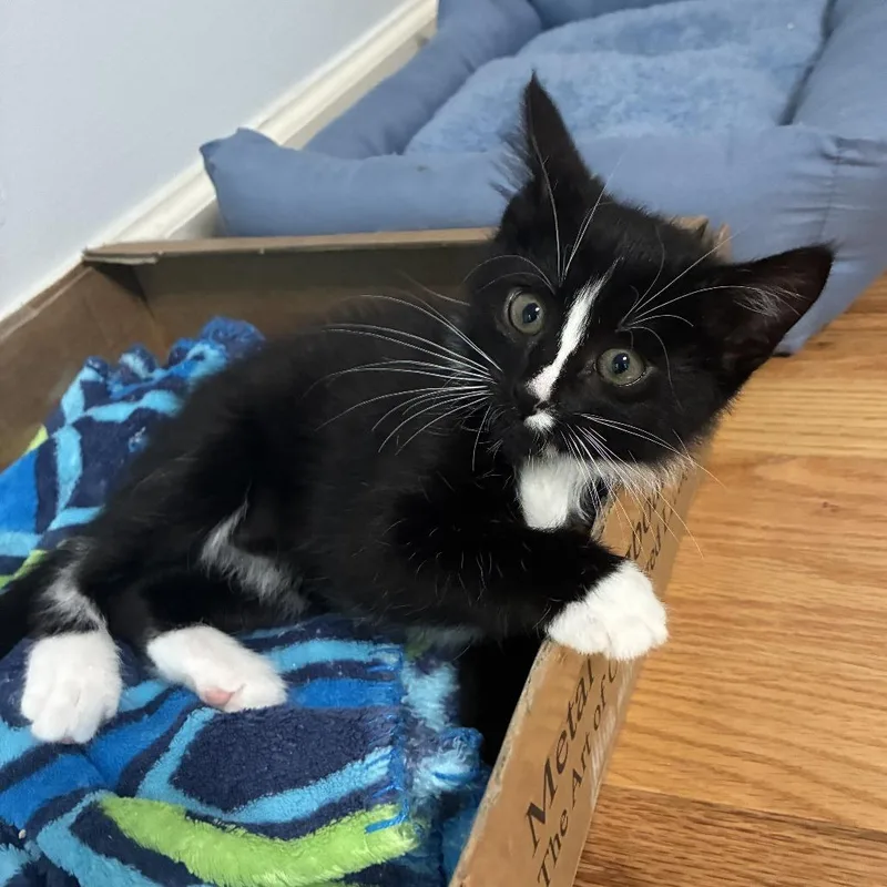 A baby small-sized male Domestic Short Hair cat named Ganymede for adoption in Cumming, GA