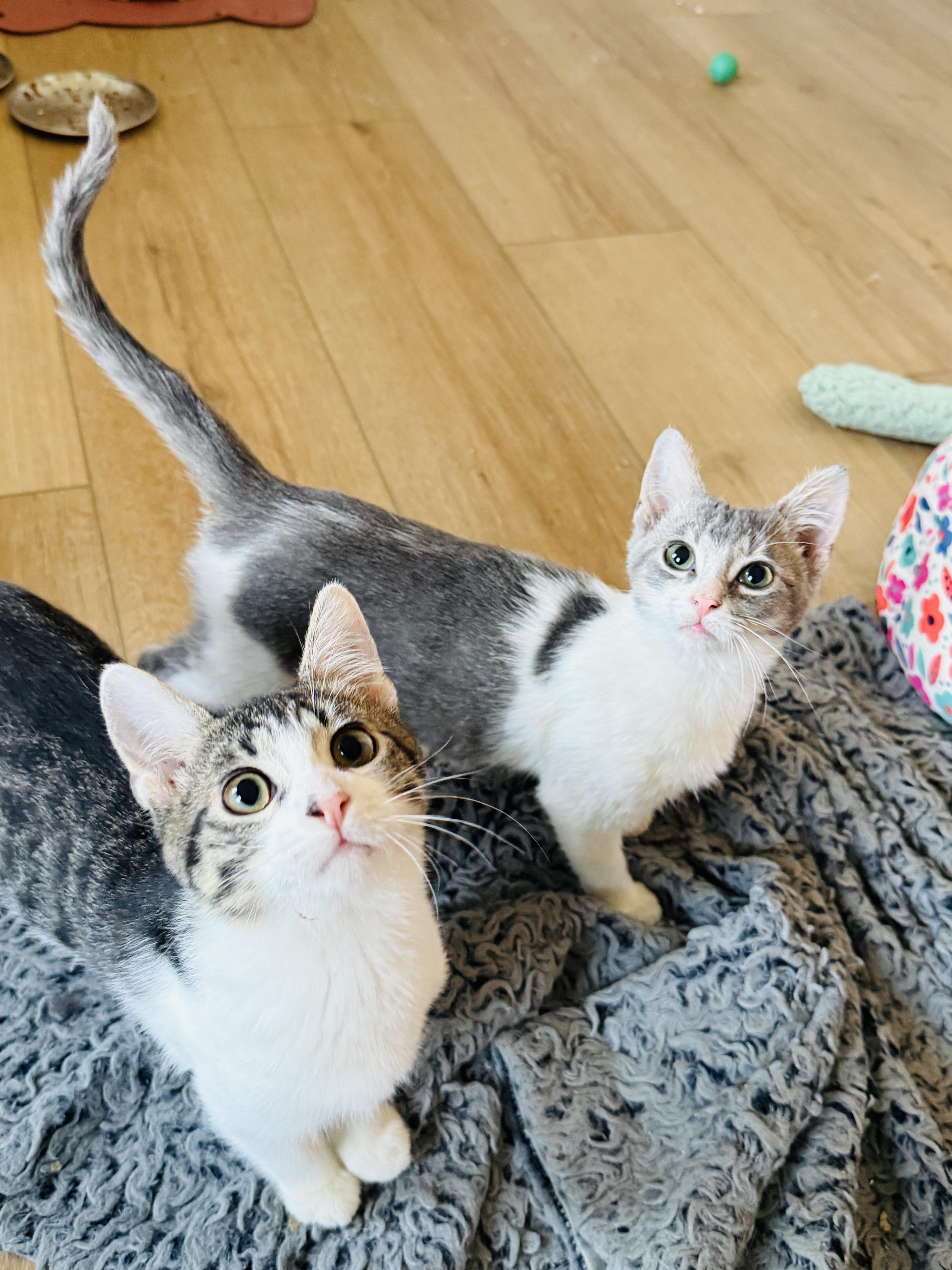 A young medium-sized female Gray & White Domestic Short Hair cat named Zara for adoption in Chicago, IL