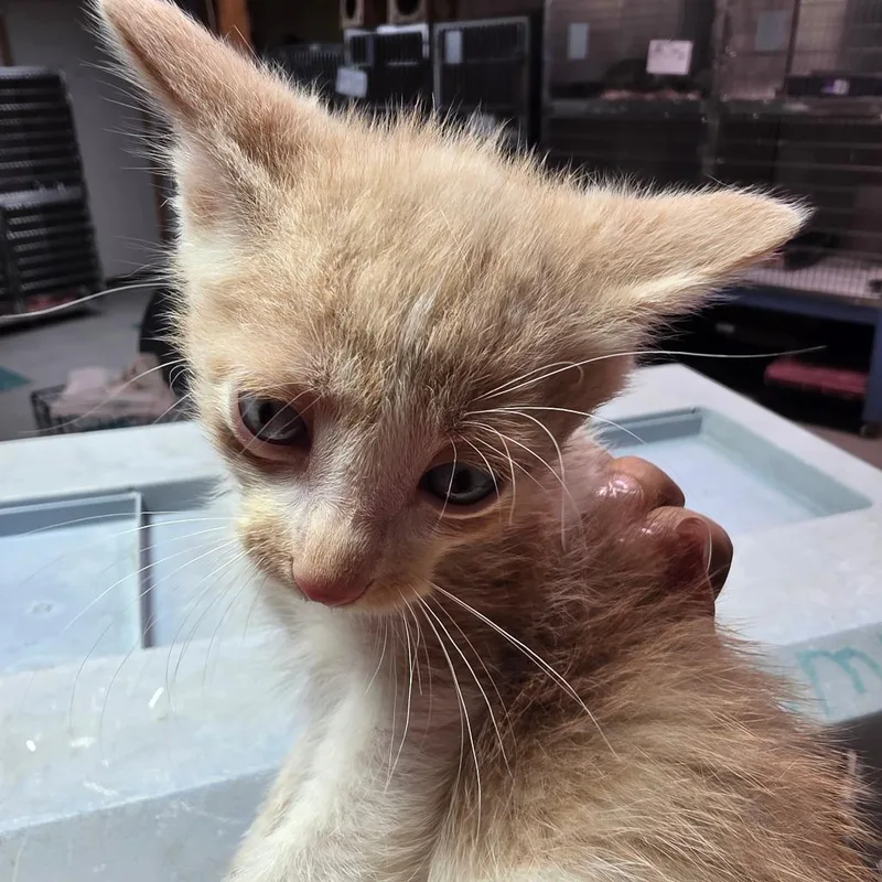 A baby small-sized male Domestic Medium Hair cat named French Toast for adoption in Leander, TX