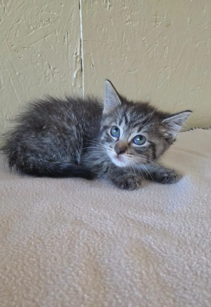 A baby small-sized male Domestic Medium Hair cat named Ragu for adoption in Shelbyville, TN