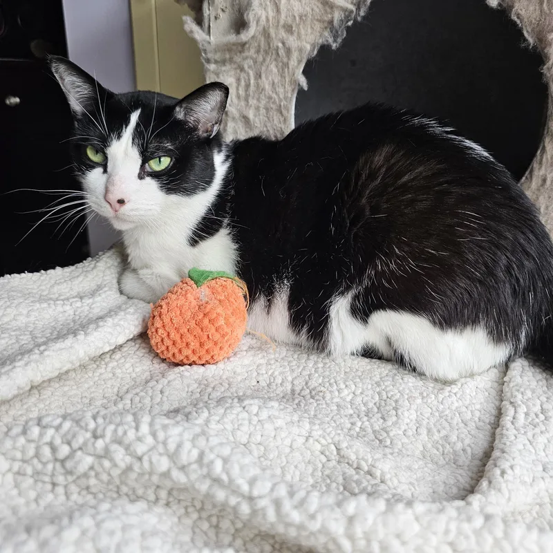 An adult large-sized male Domestic Short Hair cat named Frankie for adoption in Ridgefield, CT
