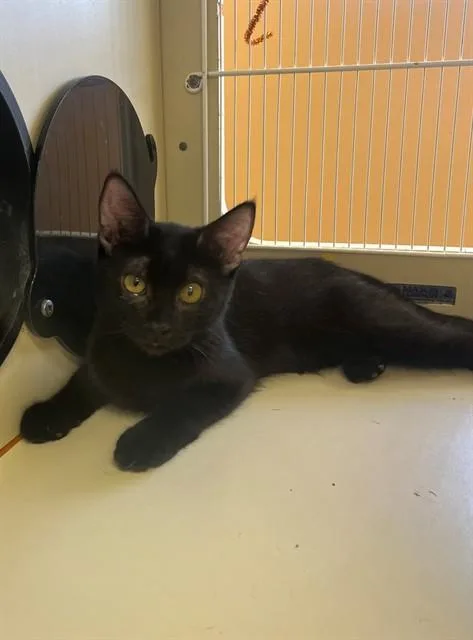 A young small-sized female Domestic Short Hair cat named Noir for adoption in Thousand Palms, CA