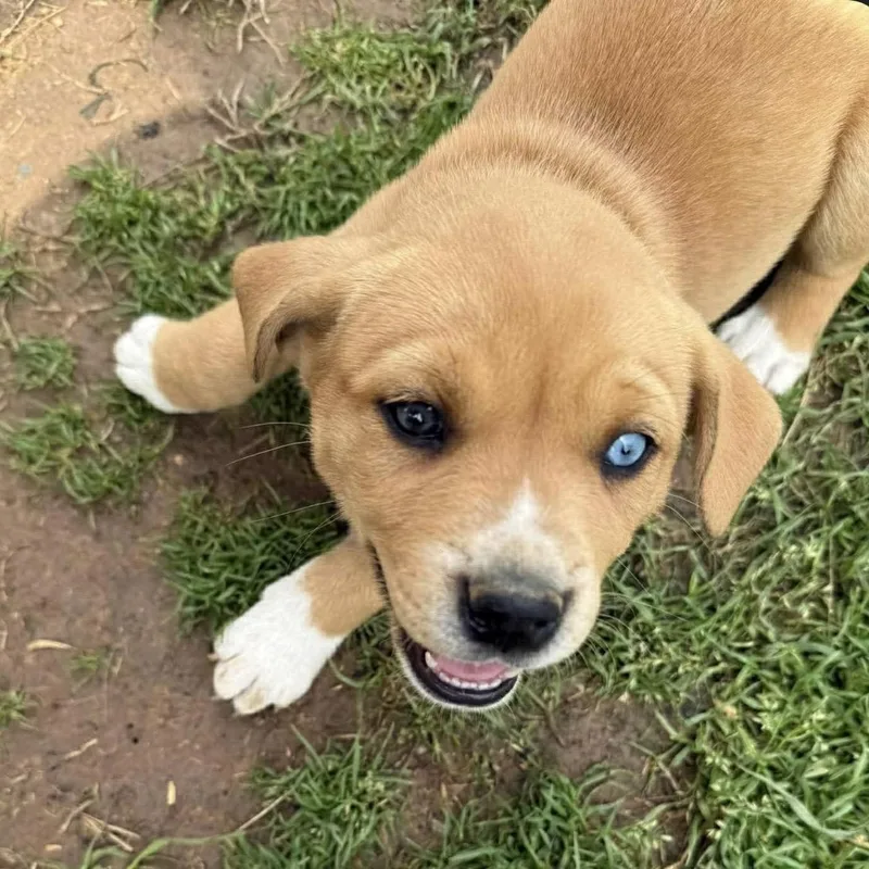 Lexie