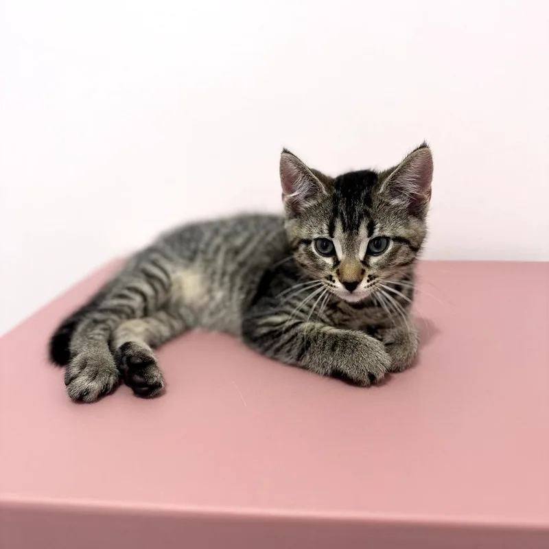 A baby small-sized male Gray / Blue / Silver Domestic Short Hair cat named Jellybean for adoption in Forest Park, IL