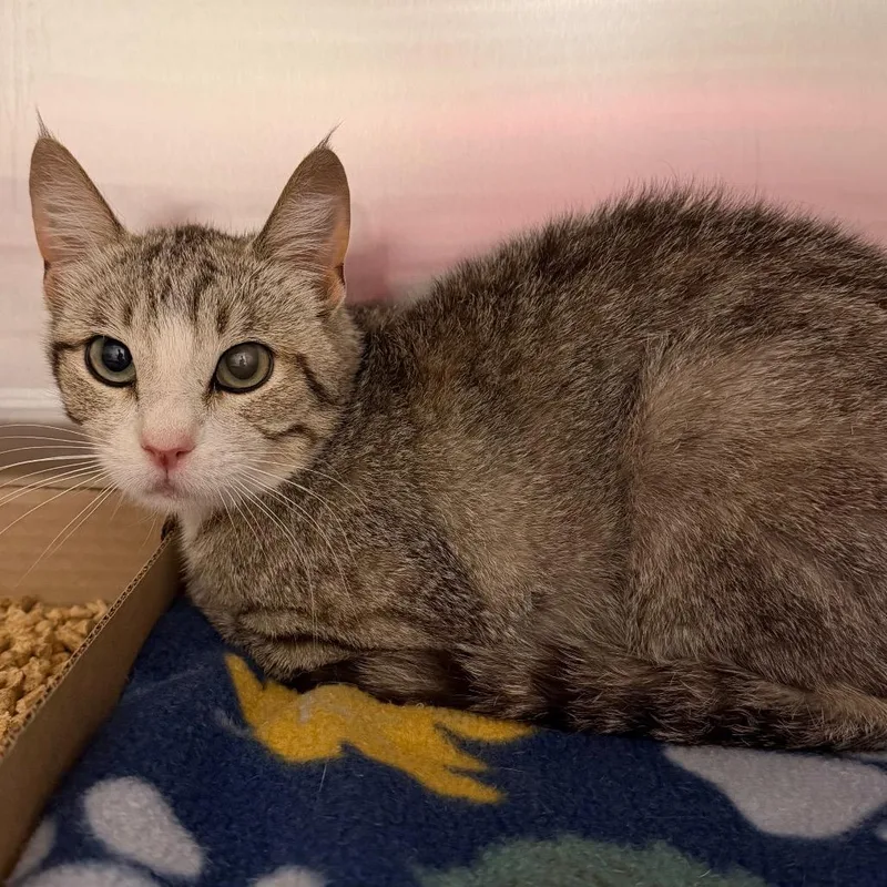 An adult small-sized female Gray / Blue / Silver American Shorthair cat named Doc for adoption in Cody, WY