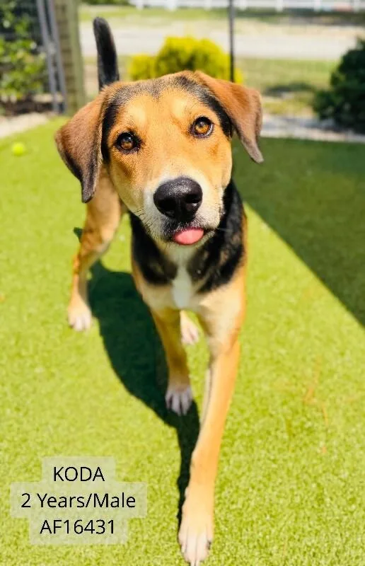 Koda