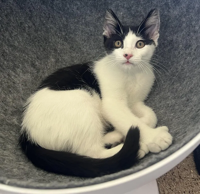 Goldie And Inchworm thumbnail 2