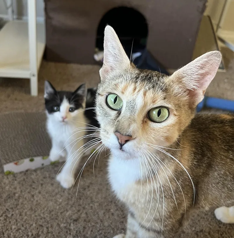 Goldie And Inchworm thumbnail 3