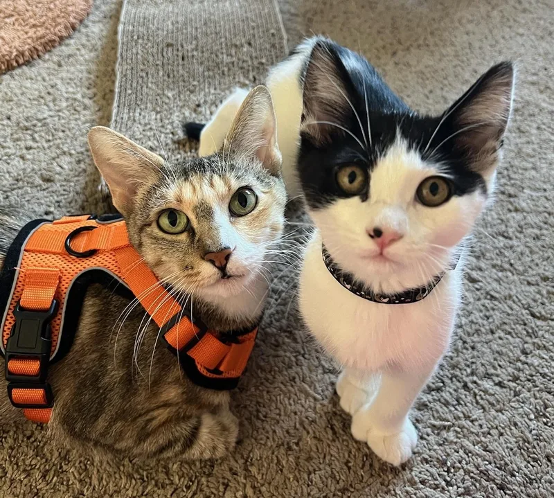 Goldie And Inchworm thumbnail 4