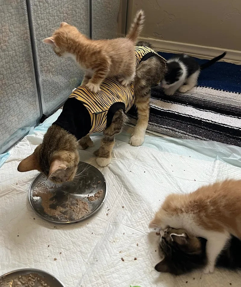 Goldie And Inchworm thumbnail 5