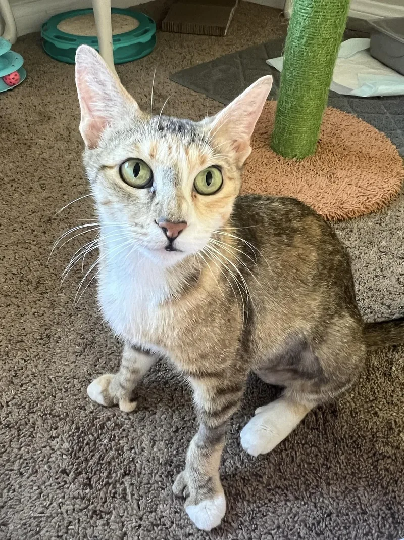 Goldie And Inchworm thumbnail 6