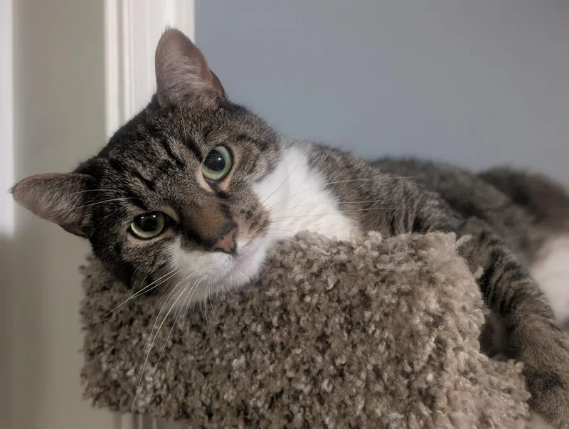 An adult medium-sized male Gray & White Domestic Short Hair cat named Grover for adoption in Lancaster, PA