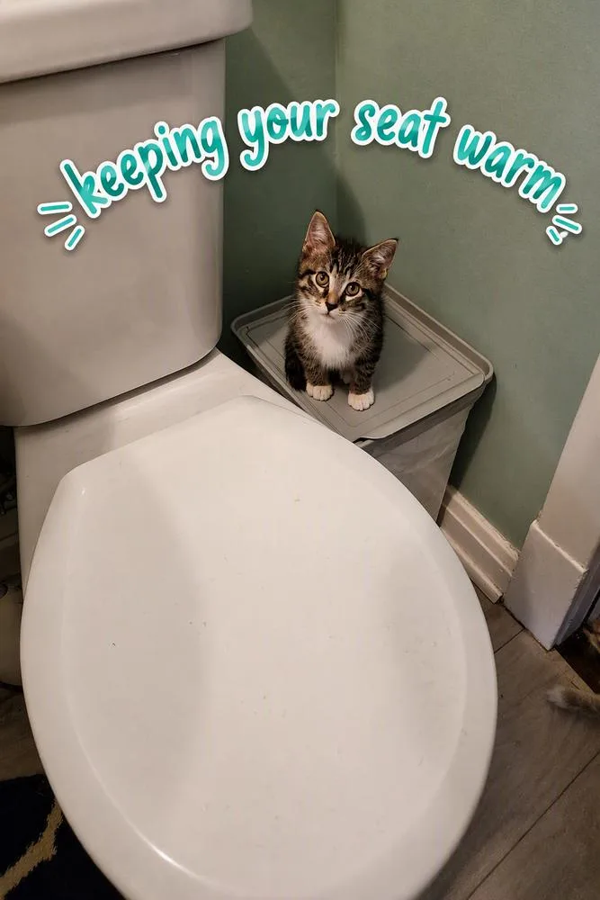 A baby small-sized male Gray & White Domestic Short Hair cat named Darlo for adoption in Chicago, IL