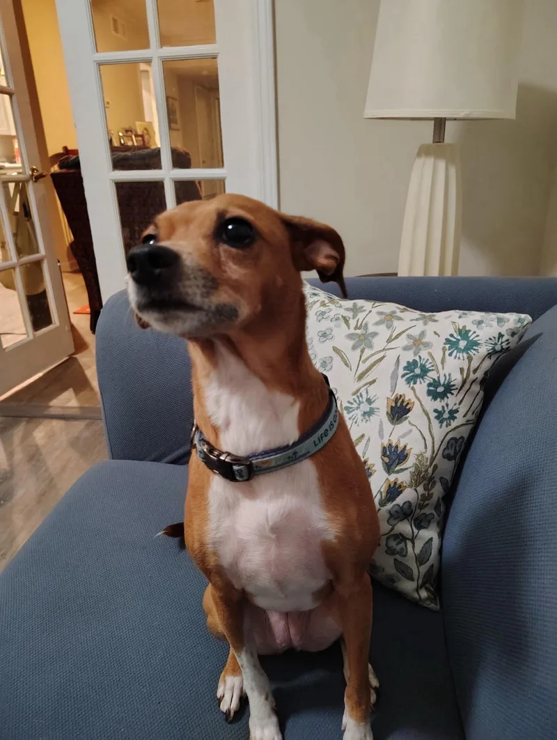 An adult small-sized female Red / Chestnut / Orange Terrier dog named Betsy for adoption in Memphis, TN