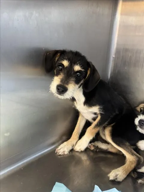 An adult small-sized male Cairn Terrier dog named A for adoption in Olivehurst, CA