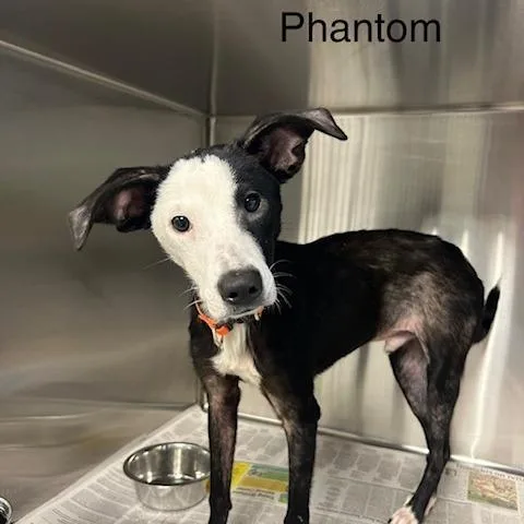 Phantom