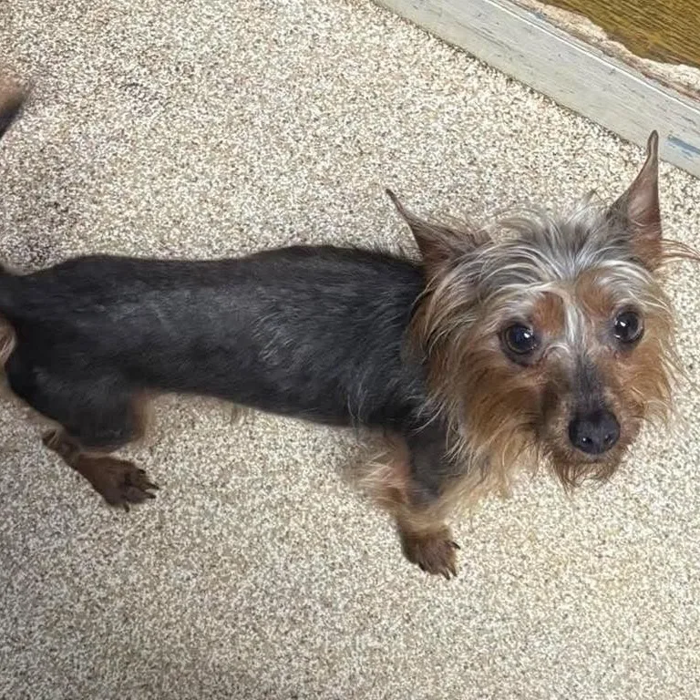 An adult small-sized male Yorkshire Terrier dog named Barrel for adoption in Sunderland, MD