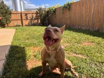 An adult medium-sized female Apricot / Beige Mixed Breed dog named Buffy for adoption in Georgetown, TX