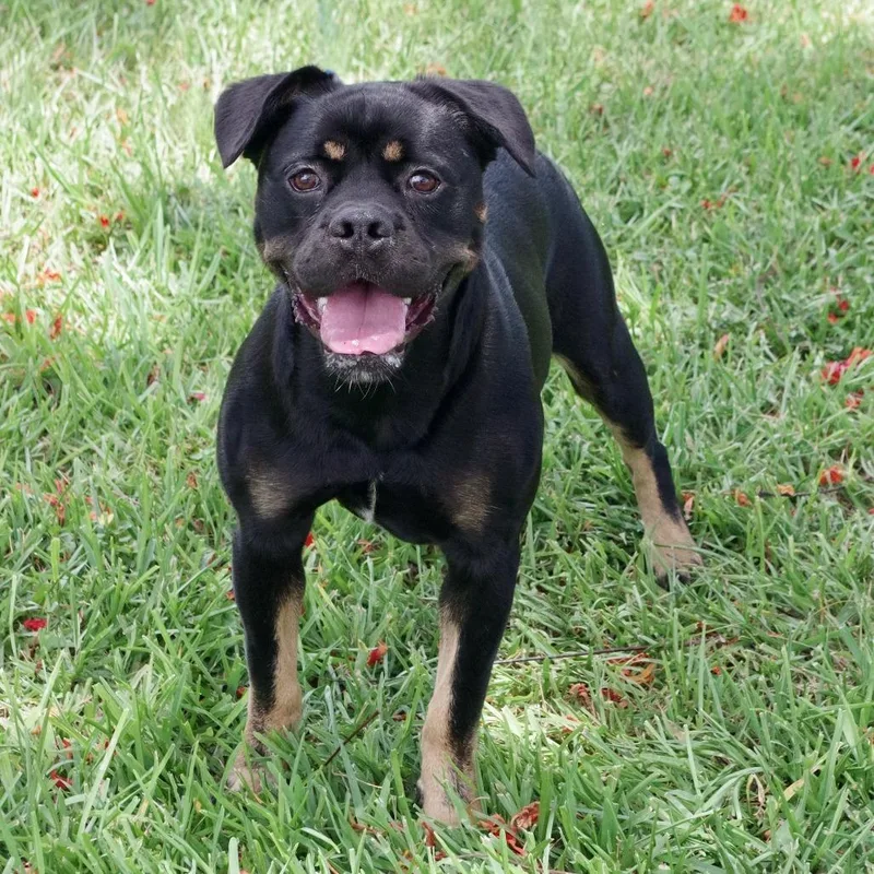 An adult medium-sized male Black Rottweiler dog named Gus for adoption in Miami, FL