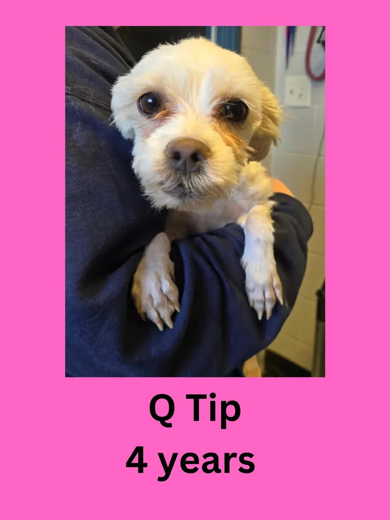 An adult small-sized female White / Cream Mixed Breed dog named Q Tip for adoption in Ravenna, OH
