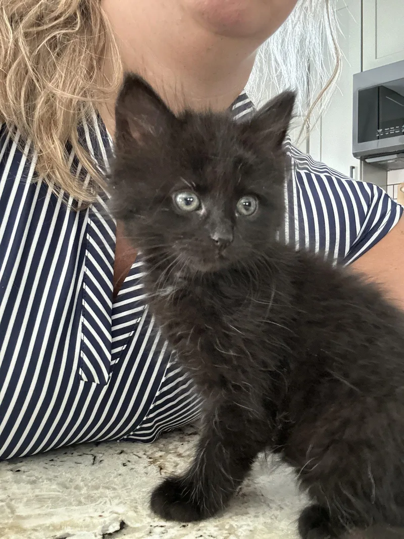 A young medium-sized female Black Domestic Long Hair cat named Tracy for adoption in Forest Hill, MD