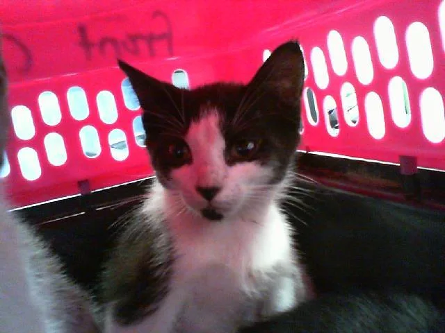 A baby small-sized male Domestic Short Hair cat named Bubbles for adoption in Charlotte, NC