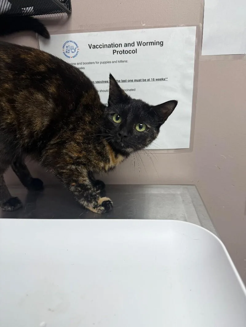 An adult medium-sized female Tortoiseshell Domestic Short Hair cat named Annabelle for adoption in Osseo, MI