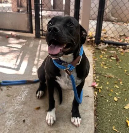 An adult large-sized female Pit Bull Terrier dog named Butterfly for adoption in Honolulu, HI