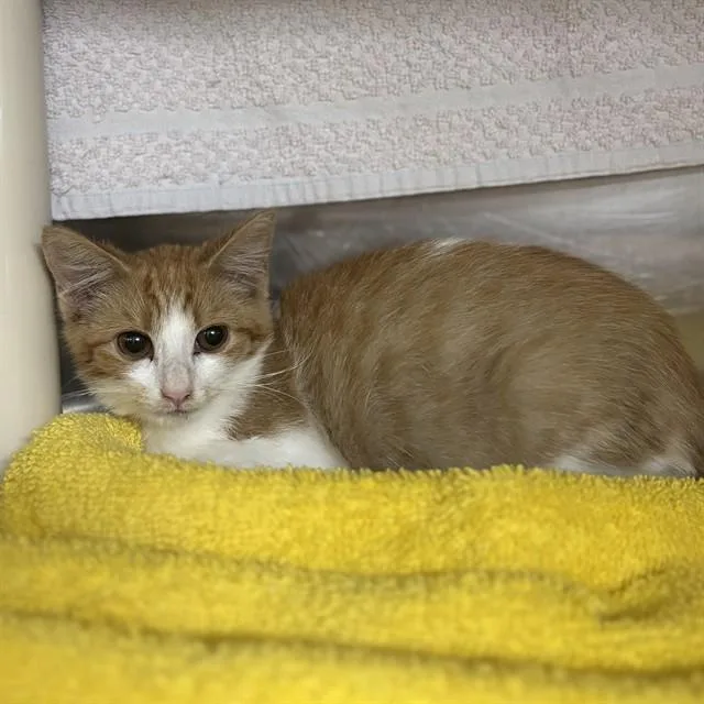 A baby small-sized female Domestic Short Hair cat named Emory for adoption in Huntsville, AL