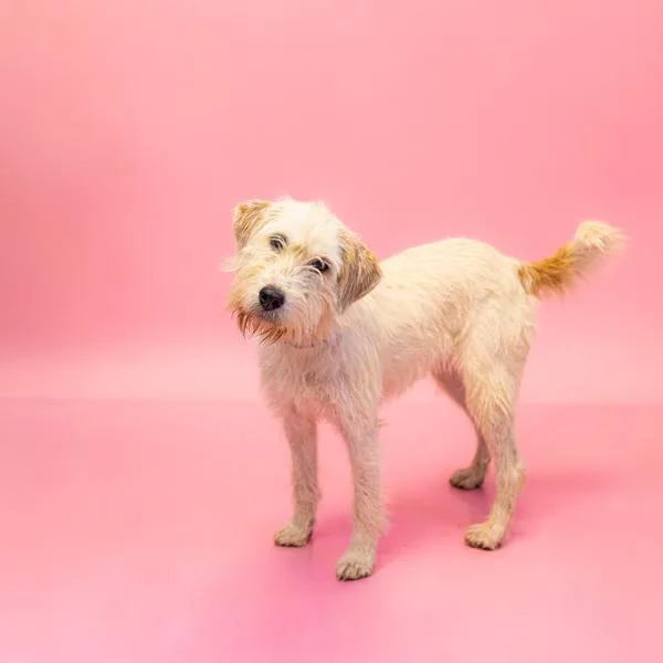 An adult medium-sized female Terrier dog named Ic Jellybean for adoption in Lawrenceville, GA