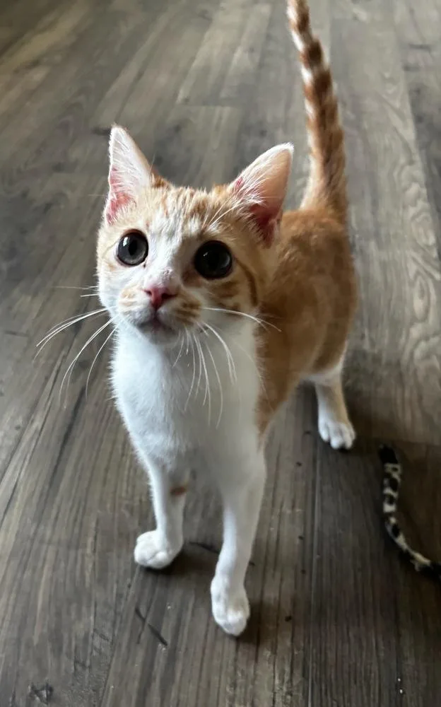 A baby small-sized male Orange & White Domestic Short Hair cat named Dobby for adoption in Mooresville, NC