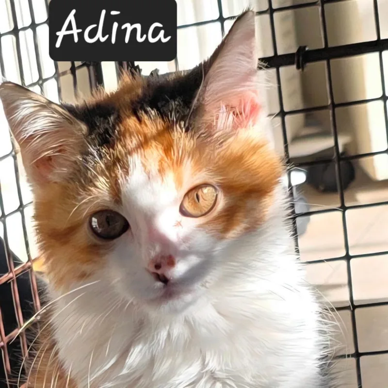 A baby small-sized female Calico Domestic Short Hair cat named Adina for adoption in Waldorf, MD