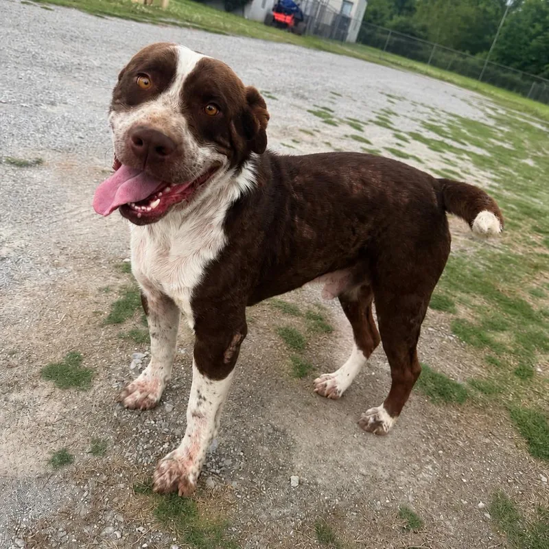 An adult large-sized male Brown / Chocolate Mixed Breed dog named Doran for adoption in Corinth, MS