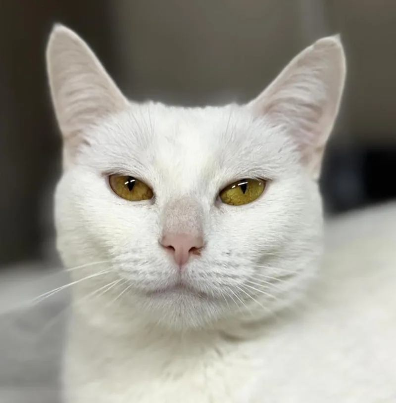 An adult medium-sized female White Domestic Short Hair cat named Snowflake for adoption in Long Beach, NY