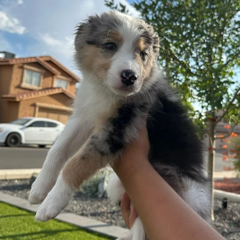 A baby medium-sized female Gray / Blue / Silver Australian Shepherd dog named Layla for adoption in Phoenix, AZ