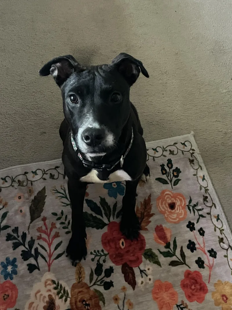 Scarlett Gdp thumbnail 2