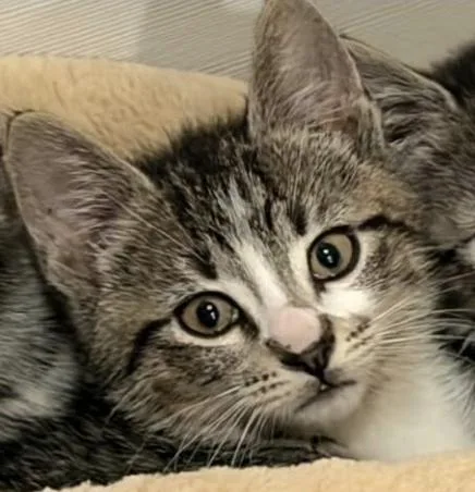 A baby medium-sized male Domestic Short Hair cat named BammBamm for adoption in Wantagh, NY