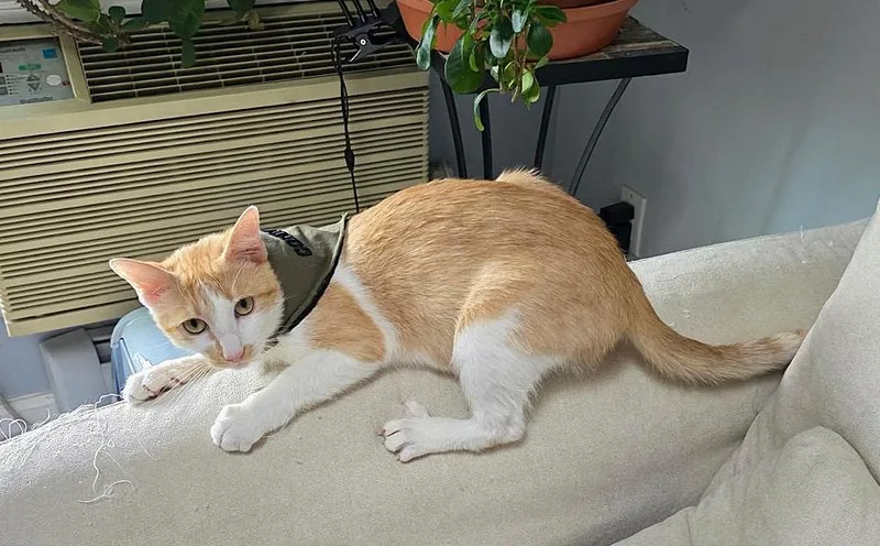 A young medium-sized male Orange & White Domestic Short Hair cat named Bonya for adoption in Brooklyn, NY