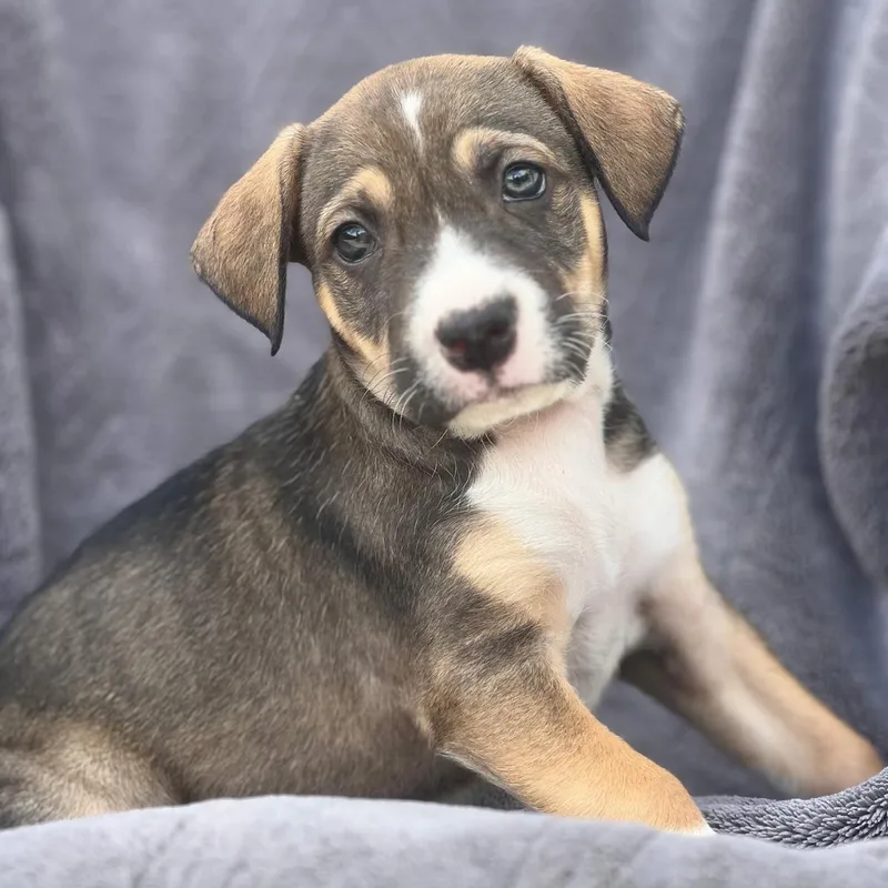 A baby large-sized female Shepherd dog named Dakota Pup  Dakotas for adoption in San Diego, CA