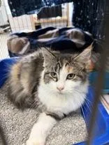 An adult medium-sized female Dilute Calico Domestic Medium Hair cat named Michele for adoption in Manitowoc, WI