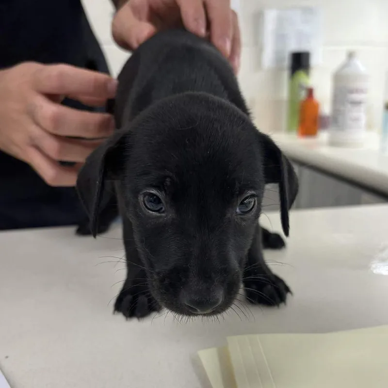 A baby small-sized female Labrador Retriever dog named Margaret for adoption in Beaumont, TX