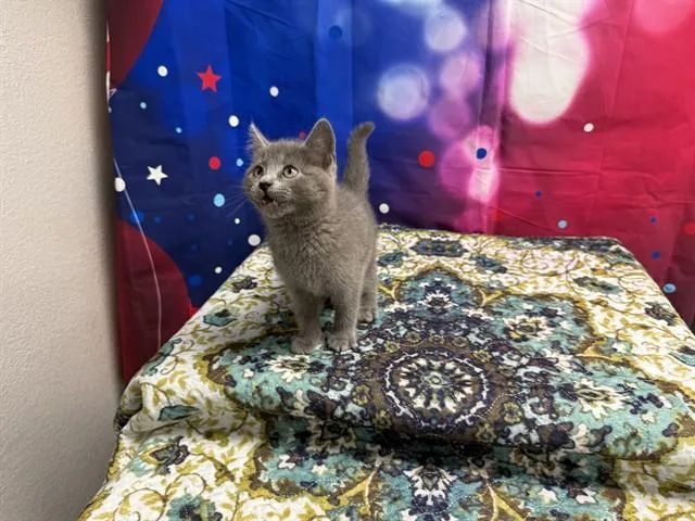 A baby small-sized female Domestic Short Hair cat named Louise for adoption in Wylie, TX