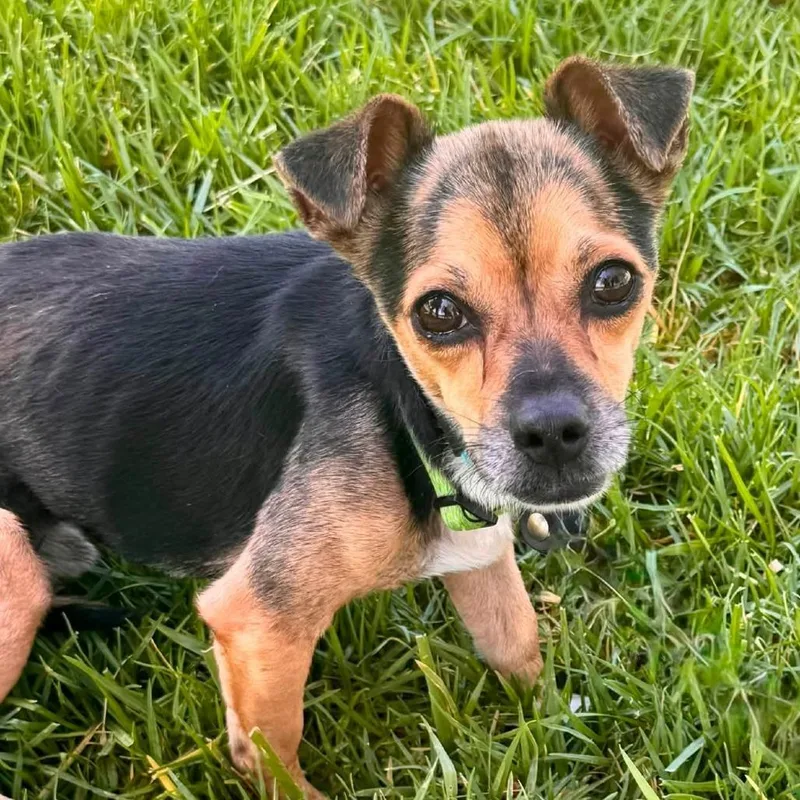 An adult small-sized male Black Chihuahua dog named Bellingham Chino Hills for adoption in Chino Hills, CA