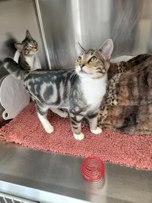 A baby small-sized male Domestic Short Hair cat named Toaster for adoption in Fergus Falls, MN