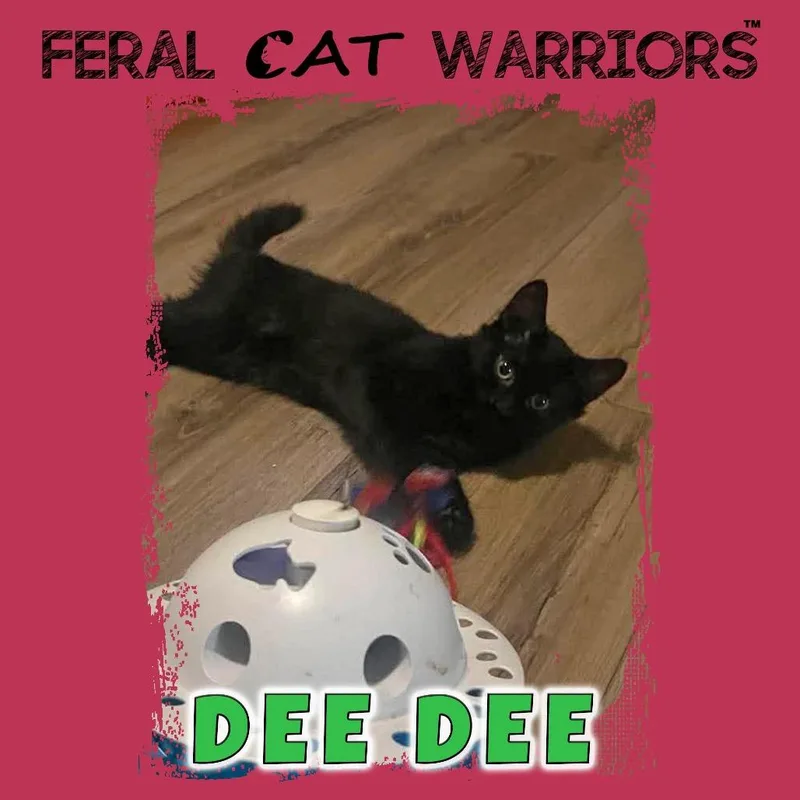 A baby small-sized female Black Domestic Medium Hair cat named Dee Dee for adoption in Kingman, AZ