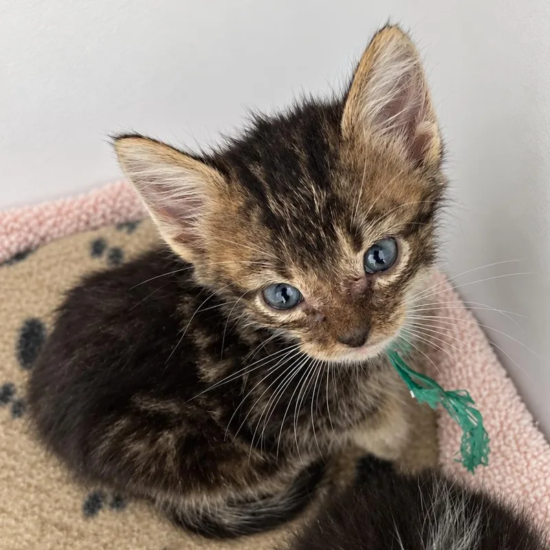A baby small-sized male Domestic Short Hair cat named Urban Legend for adoption in Austin, TX