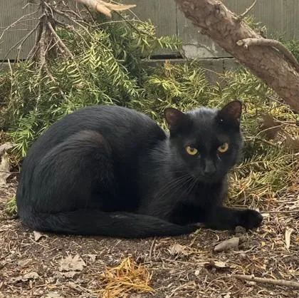 An adult small-sized male Domestic Short Hair cat named Pumpkin for adoption in Independence, MO