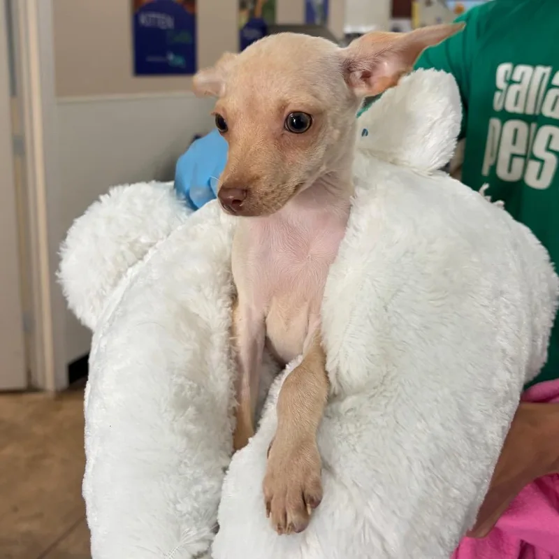 A baby small-sized female Brown / Chocolate Chihuahua dog named Par for adoption in San Antonio, TX