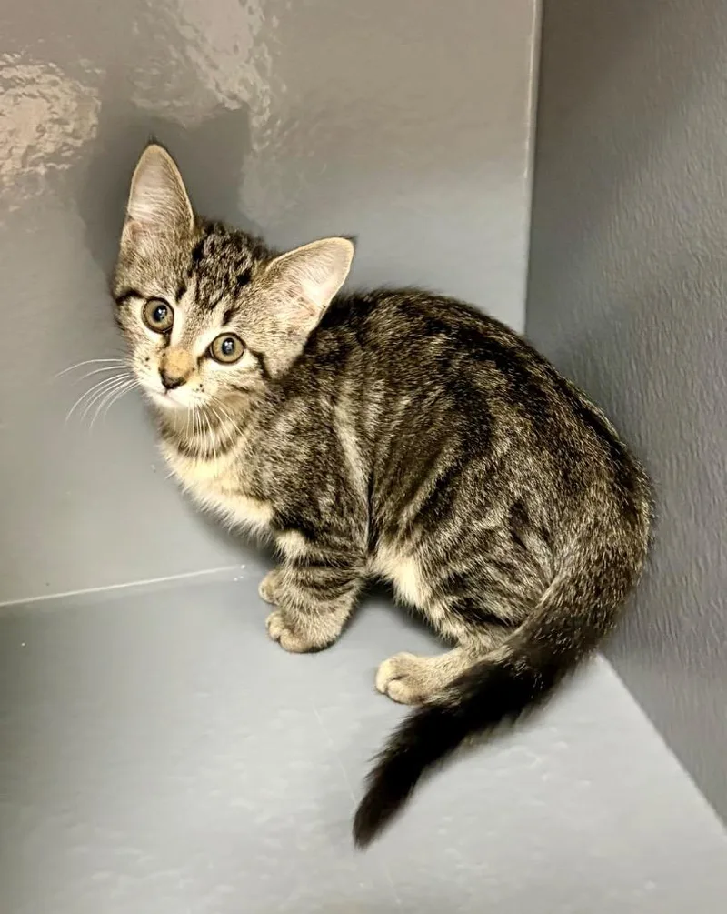 A baby medium-sized female Domestic Short Hair cat named Trigvy for adoption in Fort Lupton, CO